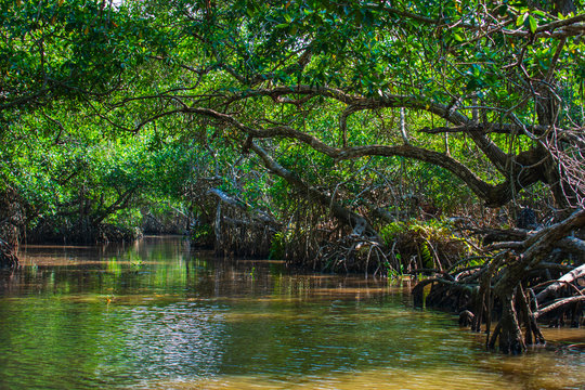 Manglar o mangle es un ecosistema con árboles muy tolerantes a las sales existentes en la zona intermareal cercana a la desembocadura de cursos de agua dulce