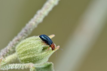 Podagrica is a genus of skeletonising leaf beetles belonging to the family Chrysomelidae, subfamily Galerucinae, Crete