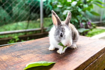 Gray and white bunny rabbit