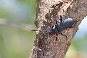 Ropalopus clavipes is a long-horned beetles (family Cerambycidae), Crete