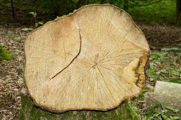 Cross section of the sawn trunk of a Common ash tree, showing annual rings and rays