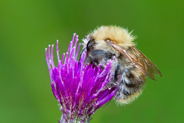 Pollination, a Tree bumblebee on the purple flower of a Marsh thistle