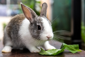 Gray and white bunny rabbit