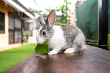Gray and white bunny rabbit