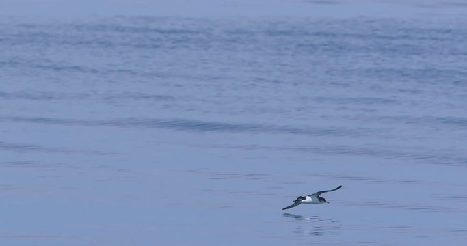 Manx Shearwater sea bird flying close to ocean surface slow motion