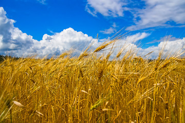 Goldene Ähren