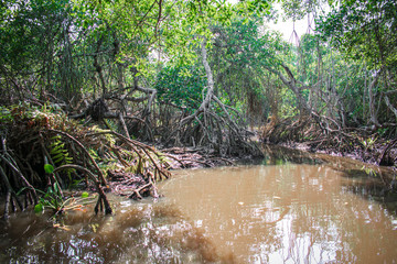 Manglar o mangle es un ecosistema con &aacute;rboles muy tolerantes a las sales existentes en la zona intermareal cercana a la desembocadura de cursos de agua dulce