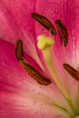 Closeup inside of a lily flower