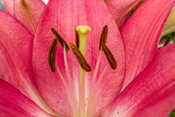 Closeup inside of a lily flower
