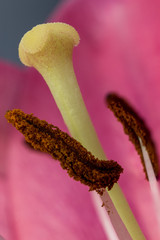 Closeup inside of a lily flower