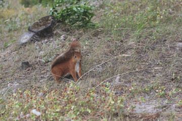 fox squirrel on the beach