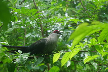 Green-billed Malkoha