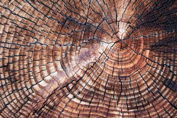 Ceppo di legno antico