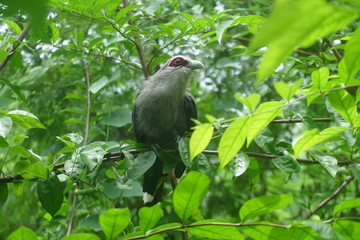 Green-billed Malkoha