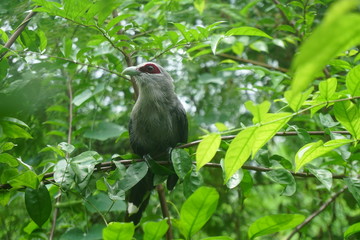 Green-billed Malkoha