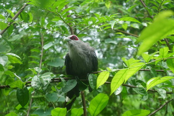 Green-billed Malkoha