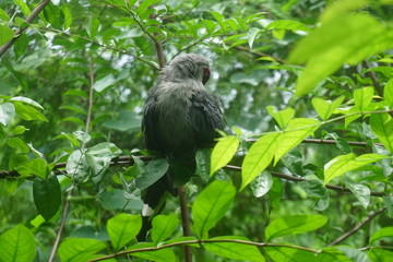 Green-billed Malkoha
