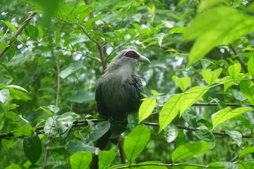 Green-billed Malkoha