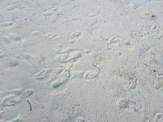 The Footprints