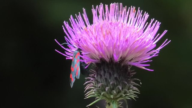 farfallina su fiore