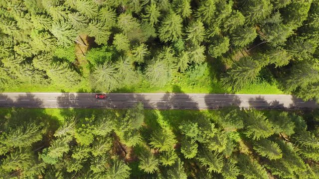 Top down aerial view flying over forest road with car.Green trees of woods growing both sides. Car driving along forest road.Overhead aerial:car driving through pine forest.Germany black forest aerial