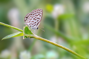 Fototapeta na wymiar Spotted Pierrot (Tarucus callinara), beautiful butterfly perching on green leaf in meadow with blur background, Thailand.