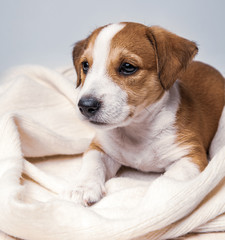 Jack Russell Terrier puppy lies on wood floor