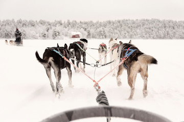 Team of huskies pulling behind a line of other sleighs, view from sled