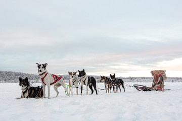 eam of six huskies waiting to run and pull a sled