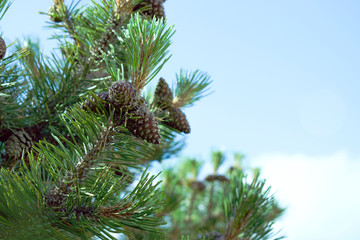 pine branch with cones on unfocused blue sky background