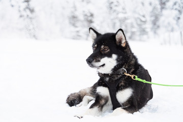 usky dog taking a break between sled pulls
