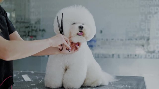 Bichon Fries at a dog grooming salon