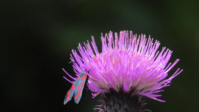 farfallina su cardo