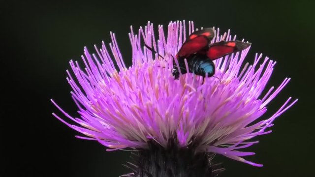 farfallina su cardo