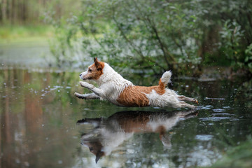 the dog jumps into the water. active jack russell terrier on the lake, outdoors