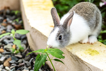 Gray and white bunny rabbit