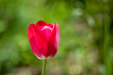 Beautiful red tulip flower on blurred green background. Latin name Tulipa
