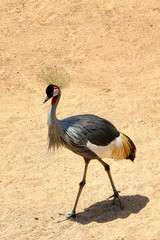 Portrait of a grey crowned crane