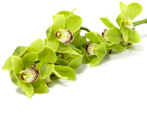 Green Cymbidium Orchid on white background