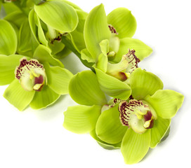 Green Cymbidium Orchid on white background