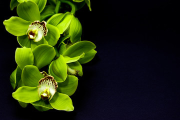 Green Cymbidium Orchid on a black background