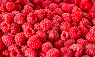 many berries of ripe red raspberry close