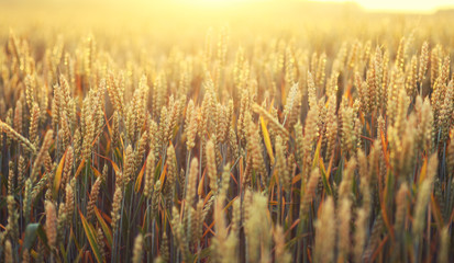 rye field at sunset ,harvest background