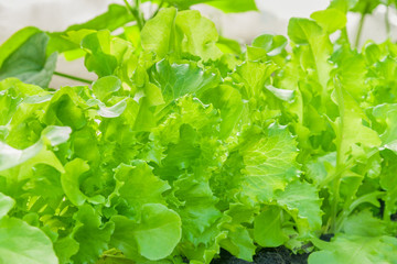 background of juicy organic lettuce on a bed close up