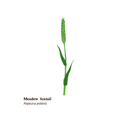 Simple botanical illustration of Alopecurus pratensis, meadow plant for forage and hay, Meadow foxtail.