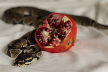Beautiful snake with ripe pomegranate on white blanket