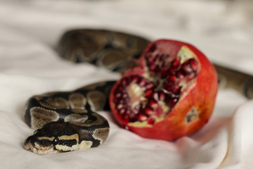 Obraz premium Beautiful snake with ripe pomegranate on white blanket