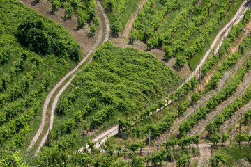 Paths between the vineyards