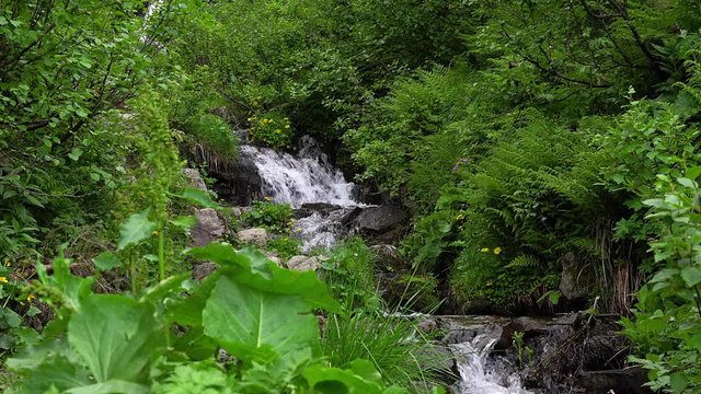 yellow flowers and mountain stream, fern and mountain stream, Fast flowing water of a mountain river, wildflower on the waterfall background