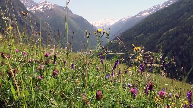 alpine pasture with a view